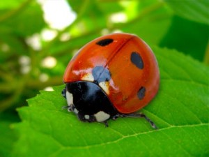 abbracci